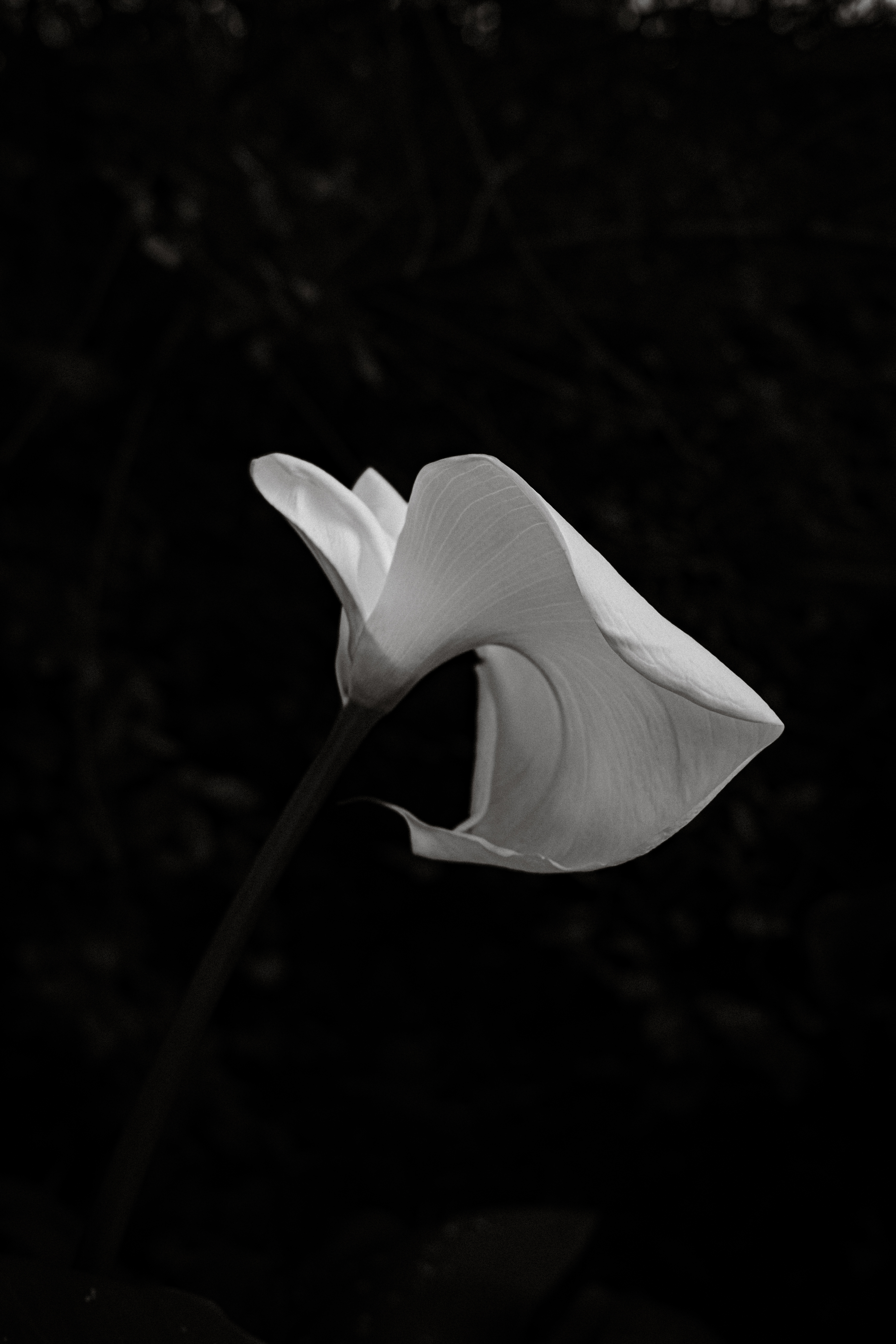 Photograph by Edede Oiwoh